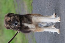 ZUZZA, Hund, Collie-Sheltie-Mix in Lohra-Reimershausen - Bild 2