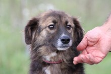 ZUZZA, Hund, Collie-Sheltie-Mix in Lohra-Reimershausen - Bild 3