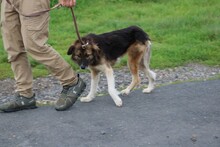 ZUZZA, Hund, Collie-Sheltie-Mix in Lohra-Reimershausen - Bild 4