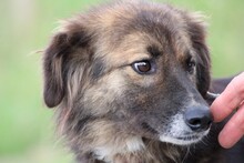 ZUZZA, Hund, Collie-Sheltie-Mix in Lohra-Reimershausen - Bild 5