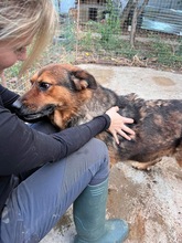 NIKITA, Hund, Mischlingshund in Rumänien - Bild 16