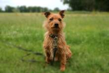 LEON, Hund, Terrier-Mix in Salzwedel - Bild 1