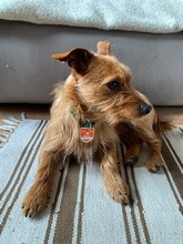 LEON, Hund, Terrier-Mix in Salzwedel - Bild 10