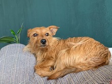 LEON, Hund, Terrier-Mix in Salzwedel - Bild 11