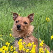 LEON, Hund, Terrier-Mix in Salzwedel - Bild 12