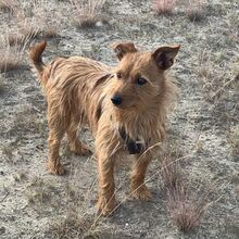 LEON, Hund, Terrier-Mix in Salzwedel - Bild 2