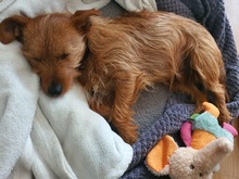 LEON, Hund, Terrier-Mix in Salzwedel - Bild 4