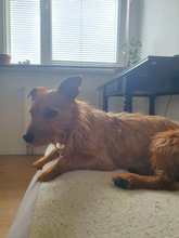 LEON, Hund, Terrier-Mix in Salzwedel - Bild 6