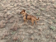 LEON, Hund, Terrier-Mix in Salzwedel - Bild 7