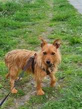 LEON, Hund, Terrier-Mix in Salzwedel - Bild 8