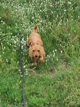 LEON, Hund, Terrier-Mix in Salzwedel - Bild 9