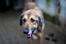 CARAMEL, Hund, Mischlingshund in Rumänien - Bild 2