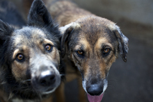 CARAMEL, Hund, Mischlingshund in Rumänien - Bild 3