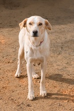 MARQUESITA, Hund, Labrador-Podenco-Mix in Spanien - Bild 1