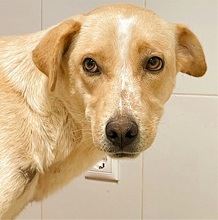 MARQUESITA, Hund, Labrador-Podenco-Mix in Spanien - Bild 2