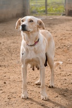 MARQUESITA, Hund, Labrador-Podenco-Mix in Spanien - Bild 3