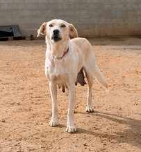 MARQUESITA, Hund, Labrador-Podenco-Mix in Spanien - Bild 4