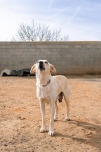 MARQUESITA, Hund, Labrador-Podenco-Mix in Spanien - Bild 5