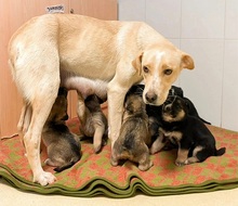 MARQUESITA, Hund, Labrador-Podenco-Mix in Spanien - Bild 6