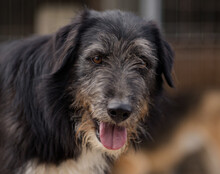 MINO, Hund, Mischlingshund in Kroatien - Bild 1