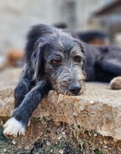 MINO, Hund, Mischlingshund in Kroatien - Bild 12