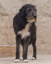 MINO, Hund, Mischlingshund in Kroatien - Bild 2