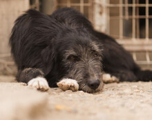 MINO, Hund, Mischlingshund in Kroatien - Bild 3