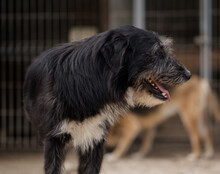 MINO, Hund, Mischlingshund in Kroatien - Bild 4