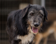 MINO, Hund, Mischlingshund in Kroatien - Bild 5