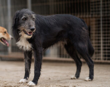 MINO, Hund, Mischlingshund in Kroatien - Bild 6