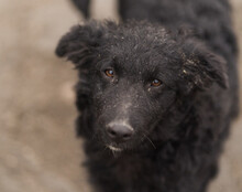 DUKE, Hund, Kroatischer Schäferhund-Mix in Kroatien - Bild 11