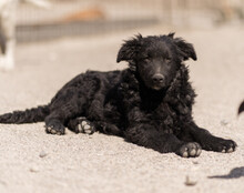 DUKE, Hund, Kroatischer Schäferhund-Mix in Kroatien - Bild 13