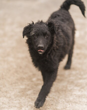 DUKE, Hund, Kroatischer Schäferhund-Mix in Kroatien - Bild 14