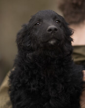 DUKE, Hund, Kroatischer Schäferhund-Mix in Kroatien - Bild 15