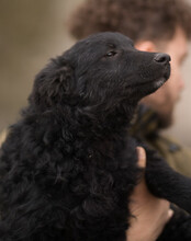 DUKE, Hund, Kroatischer Schäferhund-Mix in Kroatien - Bild 16