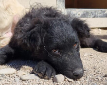 DUKE, Hund, Kroatischer Schäferhund-Mix in Kroatien - Bild 17