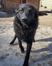 DUKE, Hund, Kroatischer Schäferhund-Mix in Kroatien - Bild 2