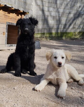 DUKE, Hund, Kroatischer Schäferhund-Mix in Kroatien - Bild 21