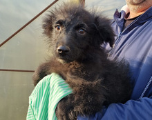 DUKE, Hund, Kroatischer Schäferhund-Mix in Kroatien - Bild 24