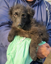 DUKE, Hund, Kroatischer Schäferhund-Mix in Kroatien - Bild 27