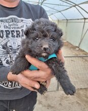 DUKE, Hund, Kroatischer Schäferhund-Mix in Kroatien - Bild 29