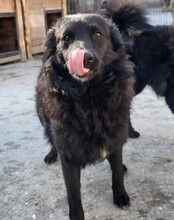 DUKE, Hund, Kroatischer Schäferhund-Mix in Kroatien - Bild 3