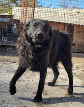 DUKE, Hund, Kroatischer Schäferhund-Mix in Kroatien - Bild 5