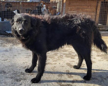 DUKE, Hund, Kroatischer Schäferhund-Mix in Kroatien - Bild 6