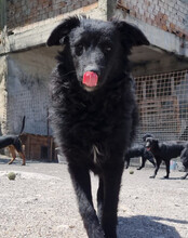 DUKE, Hund, Kroatischer Schäferhund-Mix in Kroatien - Bild 8