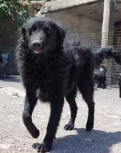 DUKE, Hund, Kroatischer Schäferhund-Mix in Kroatien - Bild 9