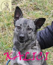 KALICI, Hund, Mischlingshund in Bosnien und Herzegowina - Bild 4