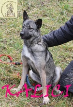 KALICI, Hund, Mischlingshund in Bosnien und Herzegowina - Bild 5