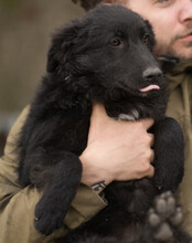 GORDI, Hund, Kroatischer Schäferhund-Mix in Kroatien - Bild 10