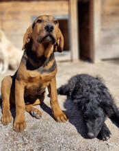 GORDI, Hund, Kroatischer Schäferhund-Mix in Kroatien - Bild 11